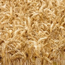 Jack+Buck+Farms+Wheat