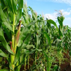 Maize