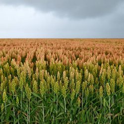 field of sorghum, named also durra, jowari, or milo. Is cultivated for its grain and used for food for animals and humans, and for ethanol production